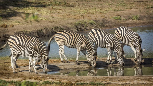 Slätterna zebra i Kruger National park, Sydafrika — Stockfoto