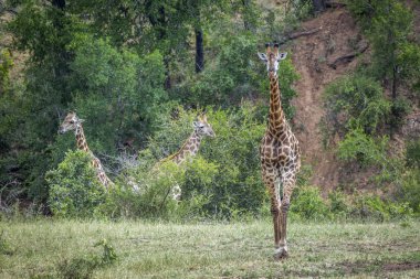 Kruger Ulusal Parkı 'nda zürafa, Güney Afrika