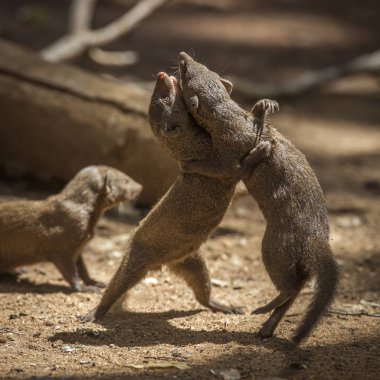 Güney Afrika 'daki Kruger Ulusal Parkı' nda dövüşen iki cüce firavun faresi; Herpestidae familyasından Specie Helogale parvula