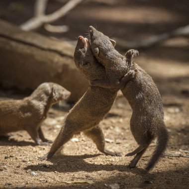 Two Common dwarf mongoose fighting in Kruger National park, South Africa ; Specie Helogale parvula family of Herpestidae clipart