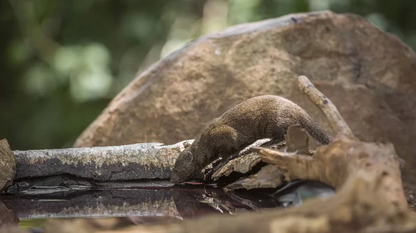 Vanlige Dvergmungoer Som Drikker Vanndam Kruger Nasjonalpark Sør Afrika Specie – stockfoto