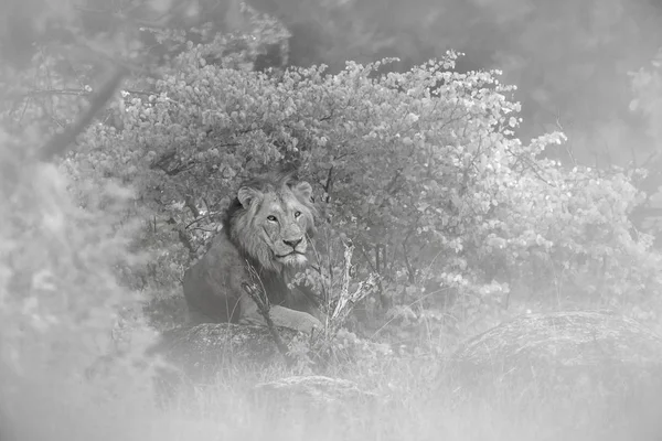 Leone africano nel parco nazionale di Kruger, Sud Africa — Foto Stock