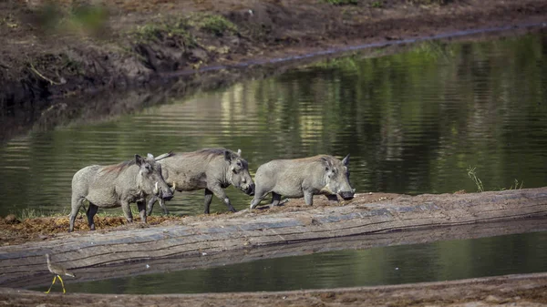 Három Közös Warthog Séta Oldalán Kruger Nemzeti Park Dél Afrika — Stock Fotó