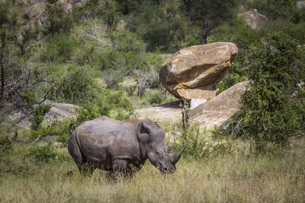 Södra vit noshörning i Kruger National park, Sydafrika — Stockfoto