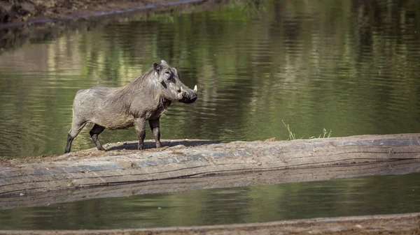 クルーガー国立公園 南アフリカの湖側に沿って一般的ないぼの雄 スイダイのスペシー パコチョラス アフリカヌス ファミリー — ストック写真