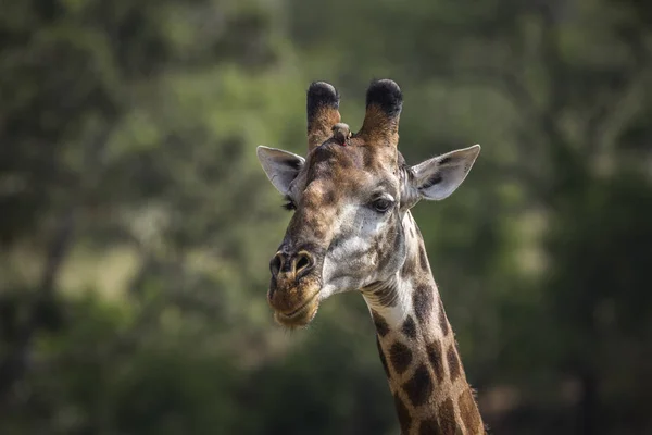 Zsiráf a Kruger Nemzeti Parkban, Dél-Afrika — Stock Fotó