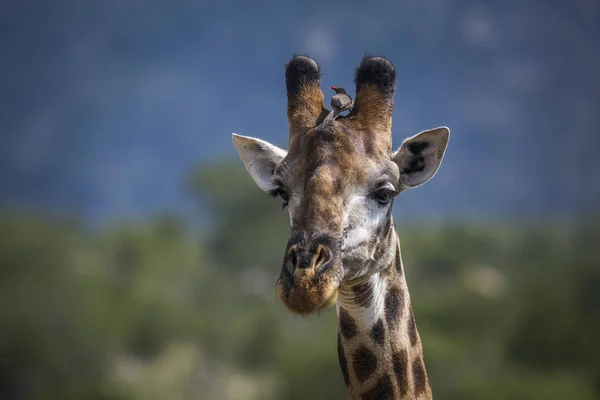 Zsiráf a Kruger Nemzeti Parkban, Dél-Afrika — Stock Fotó