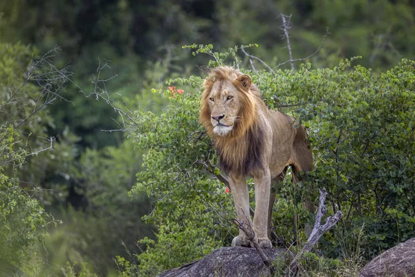 Afrikanska lejon i Kruger National park, Sydafrika — Stockfoto