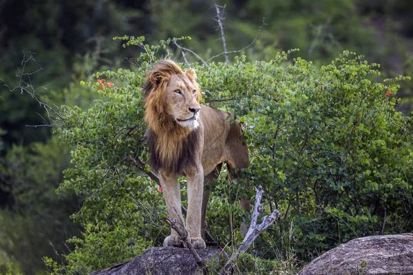 Afrikanischer Löwe im Kruger Nationalpark, Südafrika — Stockfoto