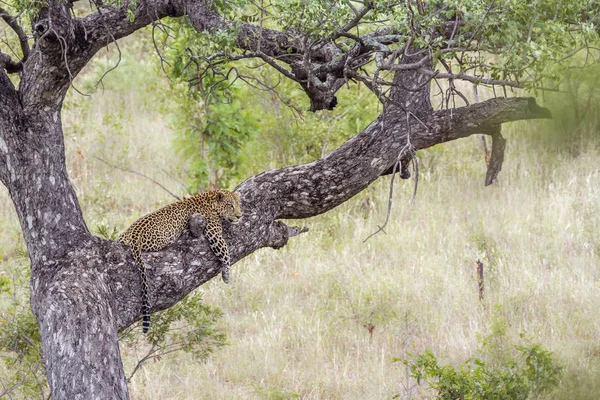 Lampart w Kruger National park, Afryka Południowa — Zdjęcie stockowe