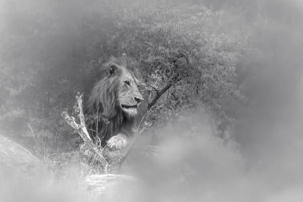 Leone africano nel parco nazionale di Kruger, Sud Africa — Foto Stock