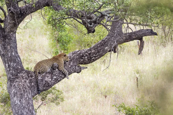 Léopard dans le parc national de Kruger, Afrique du Sud — Photo