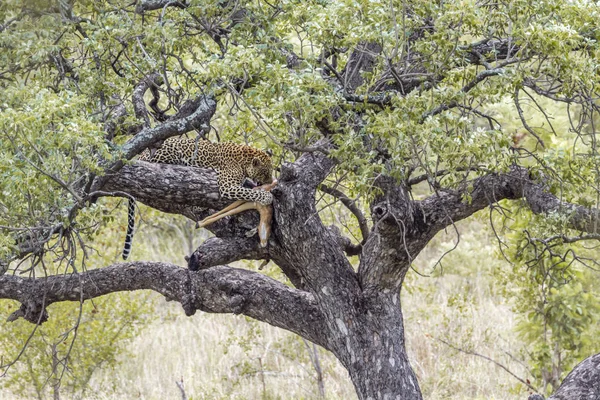 Léopard dans le parc national de Kruger, Afrique du Sud — Photo