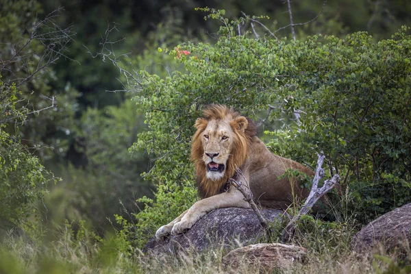 Afrikaanse leeuw in Kruger National park, Zuid-Afrika — Stockfoto