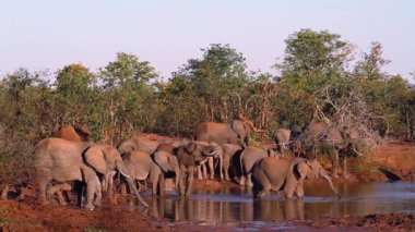 Kruger Milli Parkı, Güney Afrika 'da Waterhole Afrika Bush fil sürüsü; Elephantidae Specie Loxodonta Africana ailesi