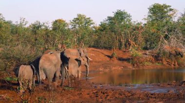 Kruger Milli Parkı, Güney Afrika 'da Waterhole Afrika Bush fil sürüsü; Elephantidae Specie Loxodonta Africana ailesi
