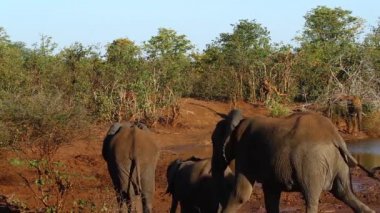 Kruger Milli Parkı, Güney Afrika 'da Waterhole Afrika Bush fil sürüsü; Elephantidae Specie Loxodonta Africana ailesi
