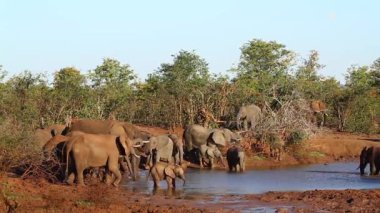 Kruger Milli Parkı, Güney Afrika 'da Waterhole Afrika Bush fil sürüsü; Elephantidae Specie Loxodonta Africana ailesi