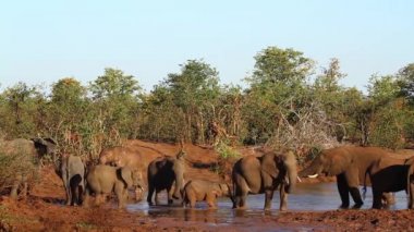 Kruger Milli Parkı, Güney Afrika 'da Waterhole Afrika Bush fil sürüsü; Elephantidae Specie Loxodonta Africana ailesi