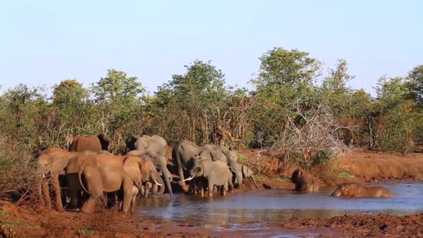 Manada Elefantes Arbustivos Africanos Pozo Agua Parque Nacional Kruger Sudáfrica — Vídeos de Stock