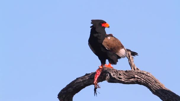 Bateleur Eagle Comiendo Pez Parque Nacional Kruger Sudáfrica Especie Terathopius — Vídeo de stock