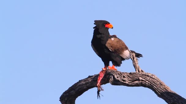 Bateleur Kartal Kruger Milli Parkı Güney Afrika Bir Balık Yeme — Stok video