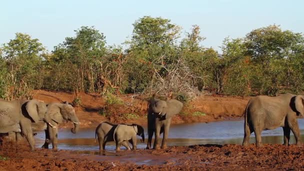 Αφρικανικό Κοπάδι Ελεφάντων Νερότρυπα Στο Εθνικό Πάρκο Κρούγκερ Της Νότιας — Αρχείο Βίντεο
