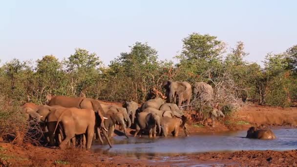 Troupeau Éléphants Brousse Afrique Dans Trou Eau Dans Parc National — Video