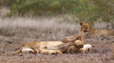 Kruger Milli Parkı, Güney Afrika 'da küçük Cub ile Afrika dişi aslan; Felidae Specie Panthera leo ailesi
