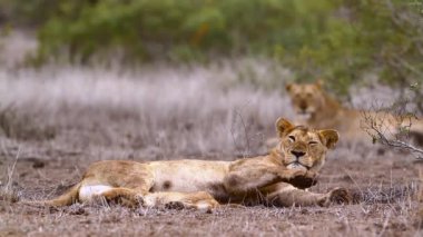 Kruger Milli Parkı, Güney Afrika 'da küçük Cub ile Afrika dişi aslan; Felidae Specie Panthera leo ailesi