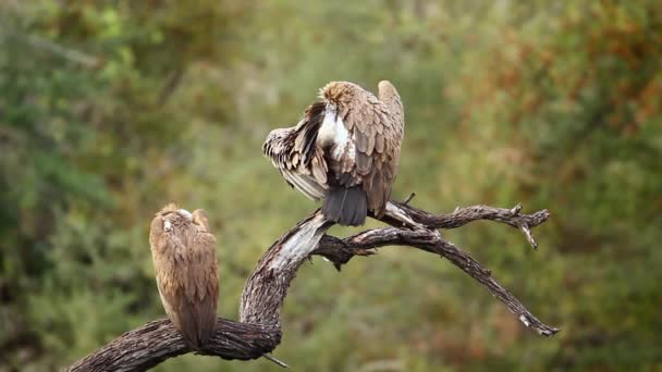 Dois Abutres Brancos Apoiados Desfigurando Abrindo Asas Parque Nacional Kruger — Vídeo de Stock