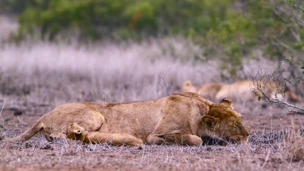 Leona Africana Con Cachorro Pequeño Parque Nacional Kruger Sudáfrica Especie — Vídeo de stock