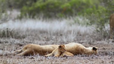 Kruger Milli Parkı sevimli küçük yavrusu ile Afrika dişi aslan, Güney Afrika ; Felidae'nin Specie Panthera leo ailesi