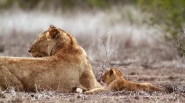 Kruger Milli Parkı sevimli küçük yavrusu ile Afrika dişi aslan, Güney Afrika ; Felidae'nin Specie Panthera leo ailesi