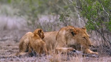 Kruger Milli Parkı sevimli küçük yavrusu ile Afrika dişi aslan, Güney Afrika ; Felidae'nin Specie Panthera leo ailesi