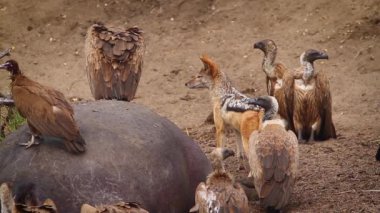 Siyah destekli, Beyaz destekli akbaba ve kapüşonlu akbaba Kruger milli parkında bir su aygırı leşi atma, Güney Afrika