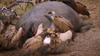 Beyaz destekli Akbaba Kruger Milli Parkı'nda bir su aygırı leşi atma, Güney Afrika ; Accipitridae'nin Specie Gyps africanus ailesi