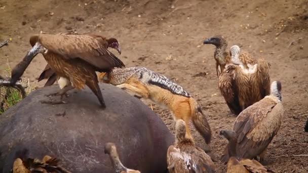 Black Backed Jackal White Backed Vulture Hooded Vulture Scavenging Hippo — Stock Video