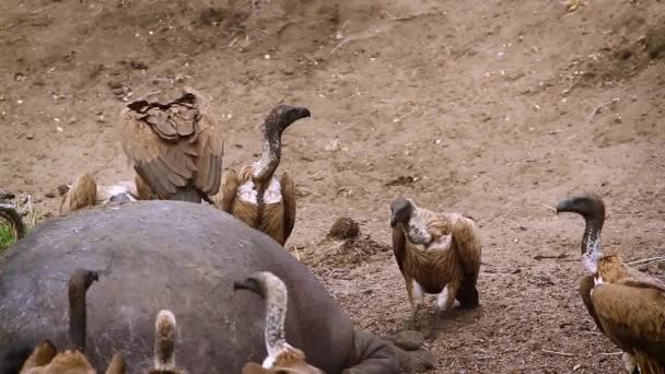 Buitre Respaldado Por Los Blancos Que Recoge Cadáver Hipopótamo Parque — Vídeo de stock