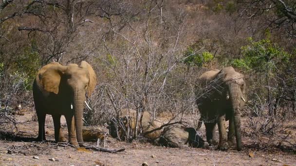 Elefante Arbusto Africano Acordando Movendo Parque Nacional Kruger África Sul — Vídeo de Stock