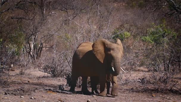 Elefante Arbusto Africano Acordando Movendo Parque Nacional Kruger África Sul — Vídeo de Stock