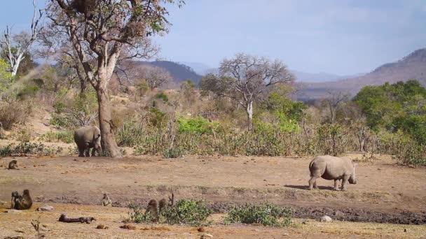 Rinoceronte Bianco Meridionale Babbuino Chacma Nel Parco Nazionale Kruger Sudafrica — Video Stock