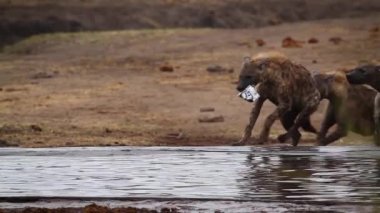 Benekli hyaena küçük bir grup Kruger Milli Parkı, Güney Afrika su havuzunda oynayan ; Hyaenidae Specie Crocuta crocuta ailesi