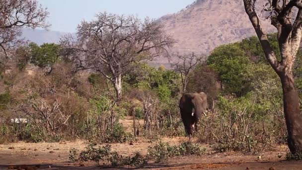 Africano Elefante Arbusto Macho Caminhando Belas Paisagens Parque Nacional Kruger — Vídeo de Stock