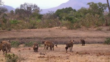 Güney Afrika'daki Kruger Milli Parkı'ndaki savana sahnesinde oynayan küçük bir grup Benekli hyaena; Hyaenidae Specie Crocuta crocuta ailesi