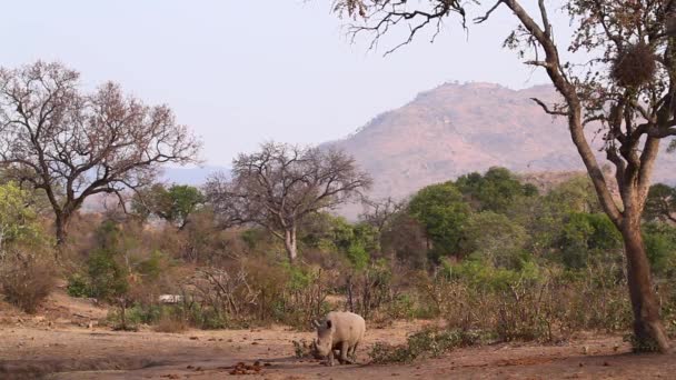 Два Южных Белых Носорога Гуляют Бушвелд Пейзажу Национальном Парке Крюгер — стоковое видео