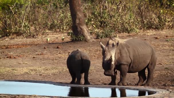 Südliches Breitmaulnashorn Weibchen Und Junge Trinken Wasserloch Kruger Nationalpark Südafrika — Stockvideo