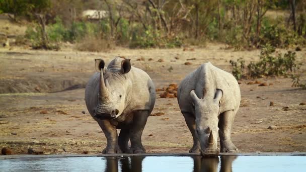 クルーガー国立公園の水飲み場で飲む2つの南部白サイ ライノセロチダエのスペシーセラトリウムシマムシマムファミリー — ストック動画