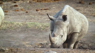Güney beyaz gergedan bebek Kruger Milli Parkı yetişkin tarafından gizli, Güney Afrika ; Rhinocerotidae'nin Specie Ceratotherium simum simum ailesi