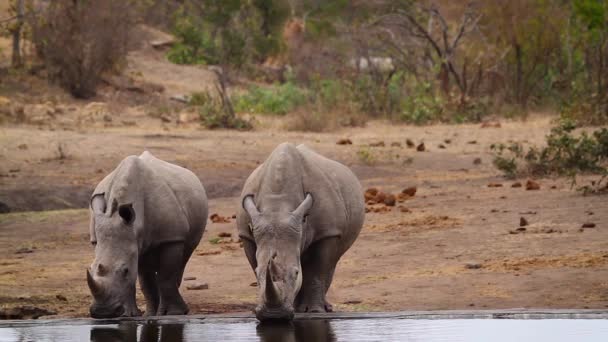 在南非克鲁格国家公园的水坑里 两只南方白犀牛正在喝水 犀牛西罗蒂达的西姆西姆家族 — 图库视频影像